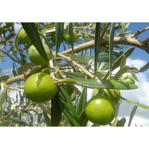 Nocellara Extra Virgin Olive Oil - Northern Hemisphere (Italy) ***JUST ARRIVED***